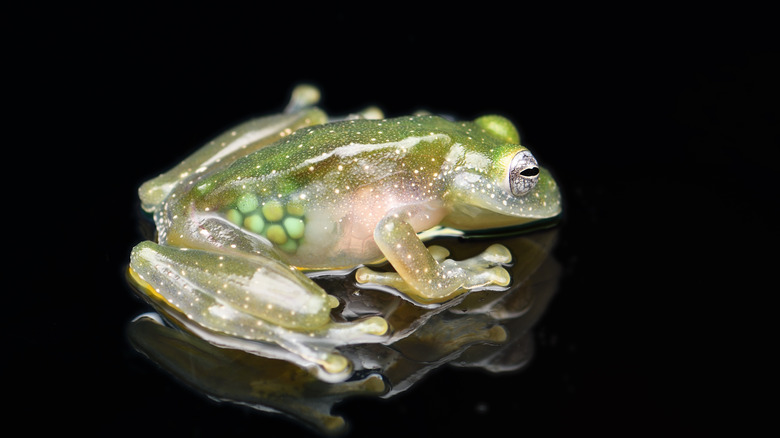 see-through frog anatomy