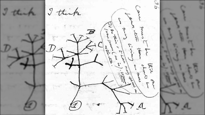 Charles Darwin 1837 Tree of Life sketch