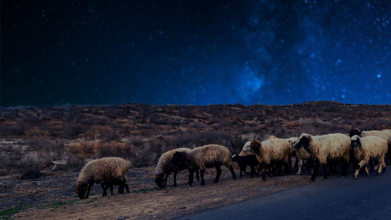 sheep at night