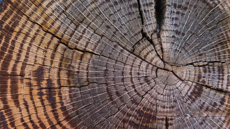 close up of rings of a tree trunk