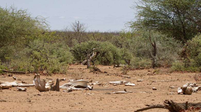 Elephant bones