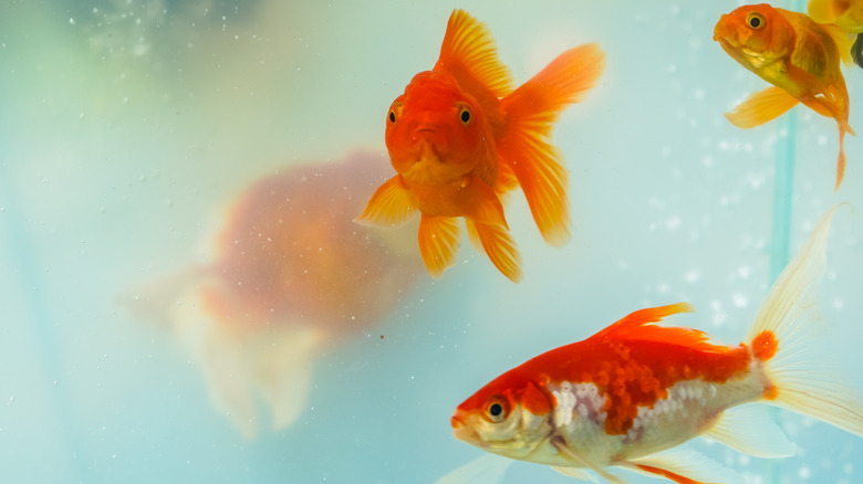 Several goldfish swimming