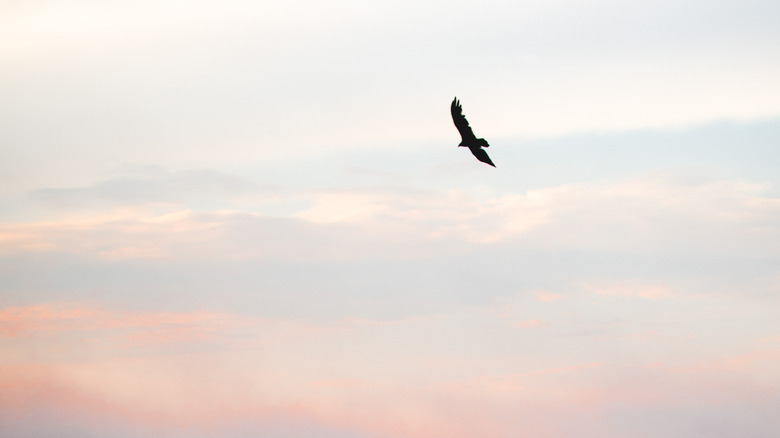 bird prey sky flight