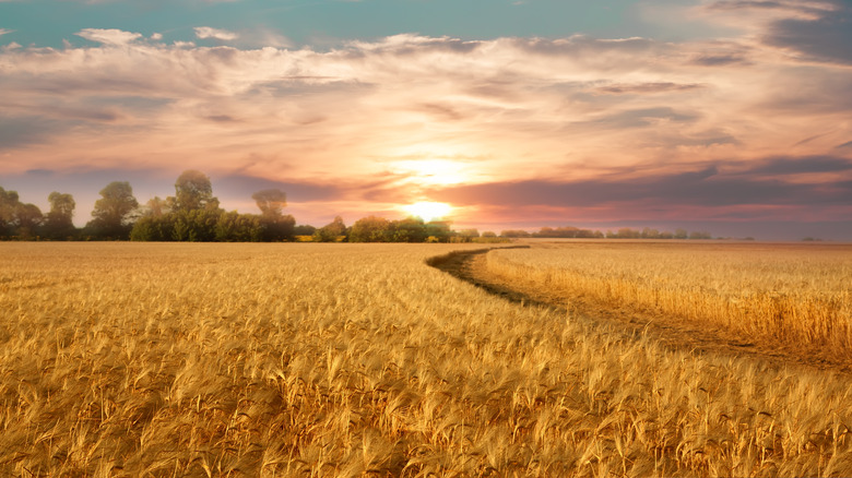 Wheat field.with sun rising/setting