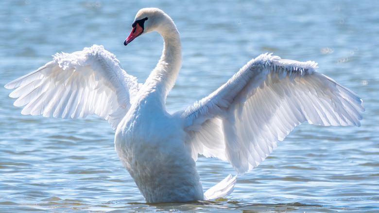 A swan spreading its wings