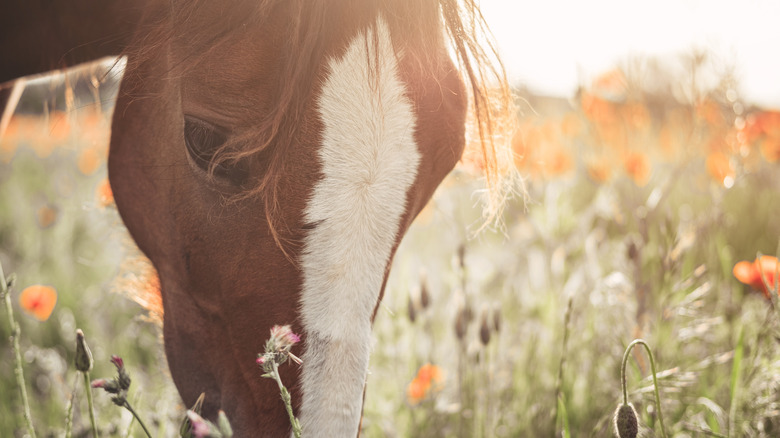 Horse grazing