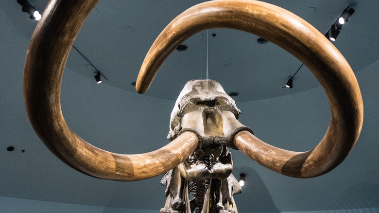 Mammoth in a museum