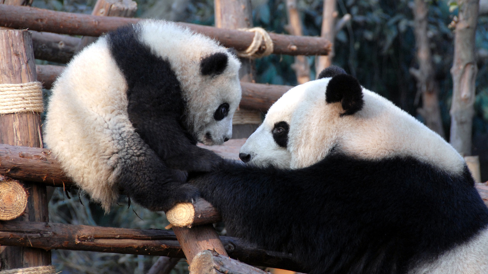 The Novel Way China Is Using Tech To Protect Pandas