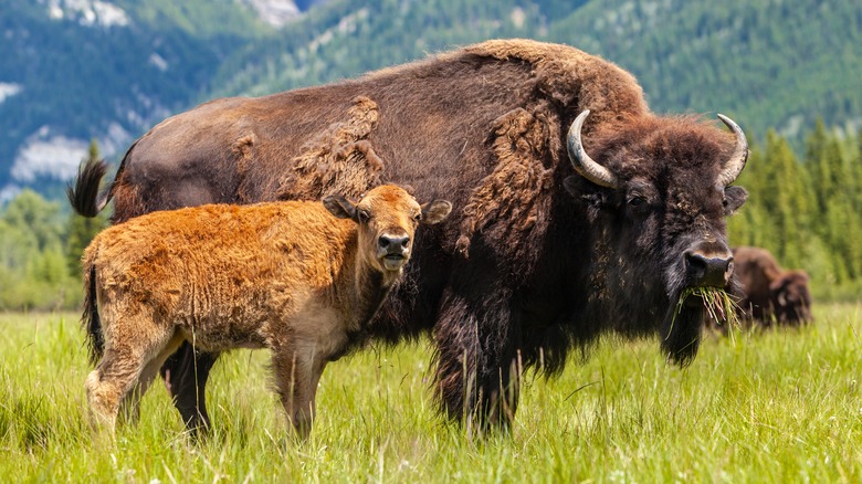 Bison with young eating grass