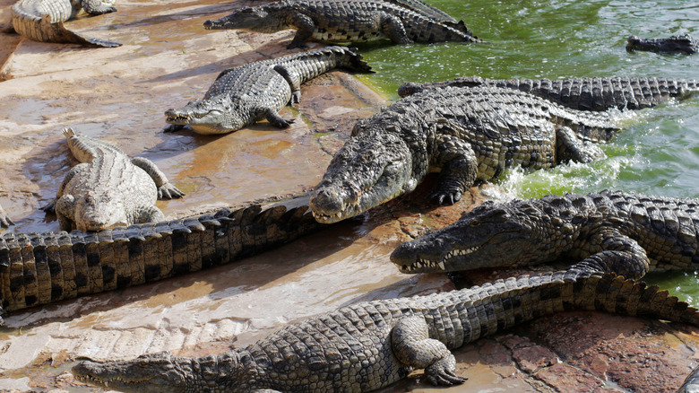 Crocodiles basking together