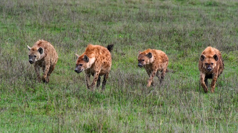 hyenas roaming green grass