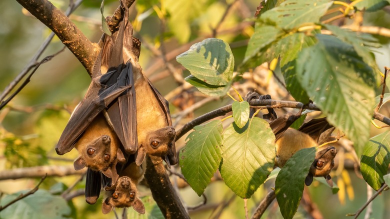 Fruit bats relaxing on branches
