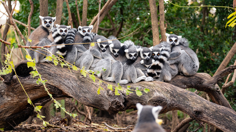 group of lemurs in lie on tree