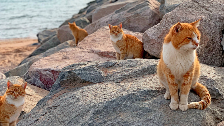 Japanese feral cats on rocks