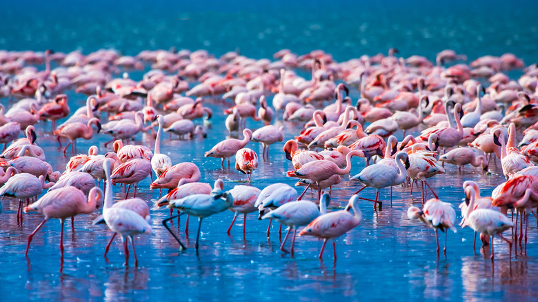 bunch of  flamingos in water