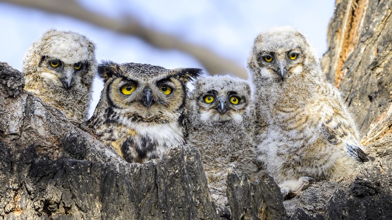 Owl family clustered in tree