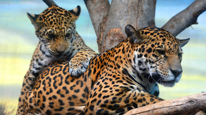 Jaguar family in tree