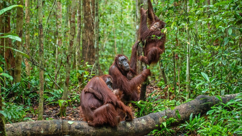 Group of orangutans hanging on tree