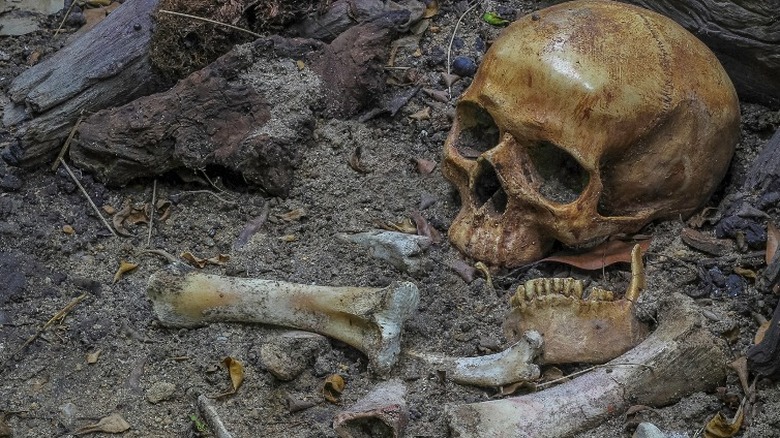 Human skull in the dirt