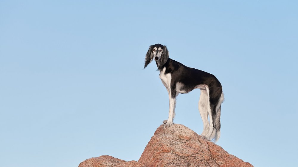 Saluki