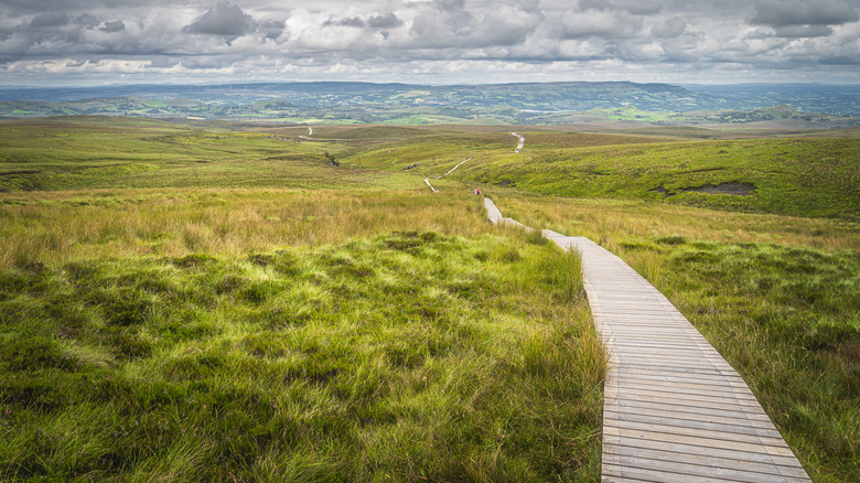 northern ireland peat bog