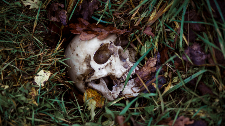 Skull in ground