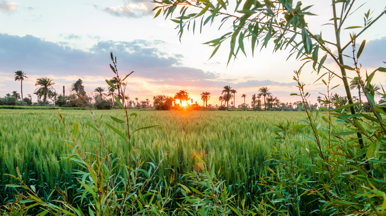 Sunset over grass field in Faiyum