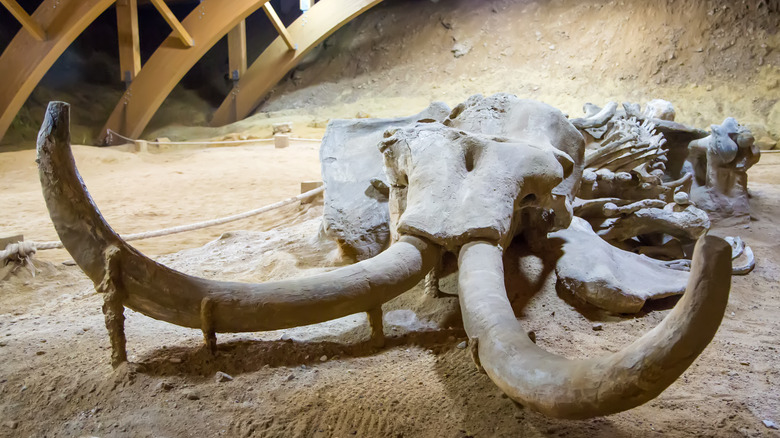 mammoth skeleton