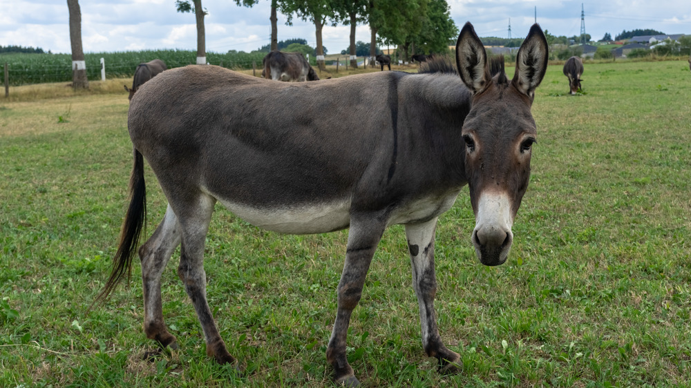 Donkey