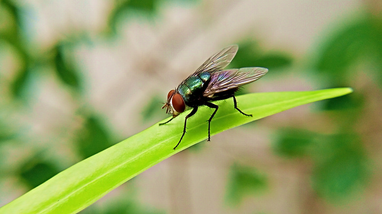 Housefly on leaf