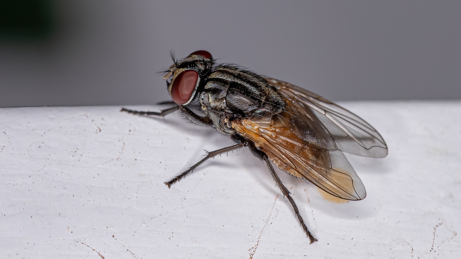 The One Musical Key Houseflies Always Buzz In