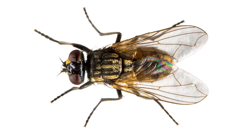 Housefly overhead view