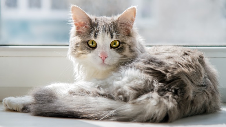 cat windowsill