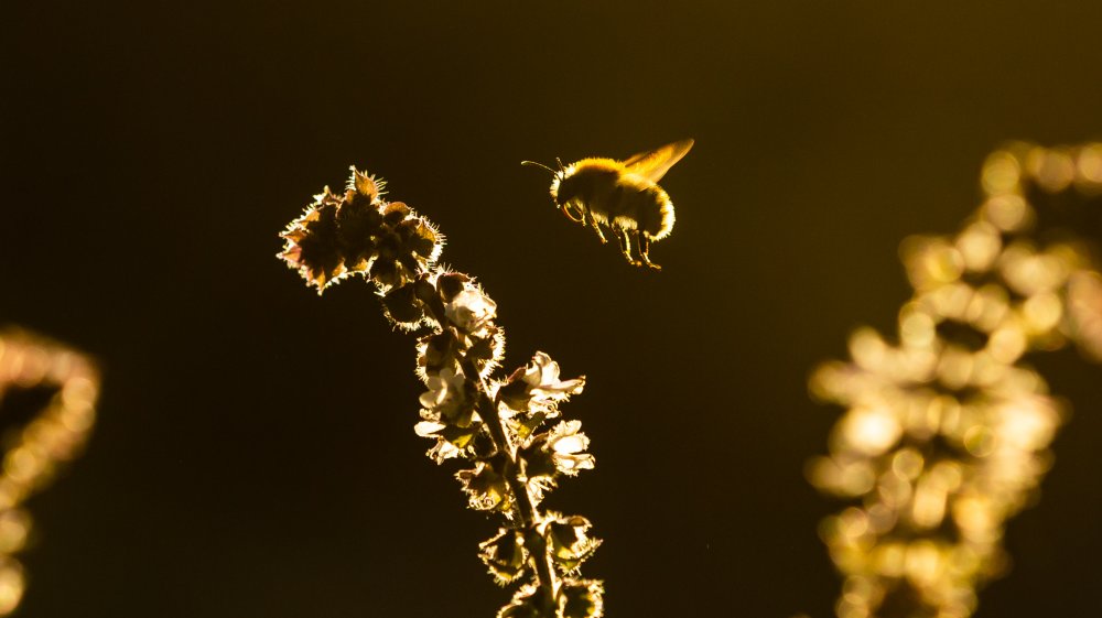 bee pollen