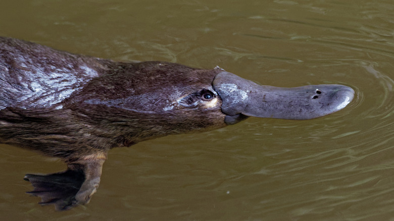 Duck-billed platypus side view in water