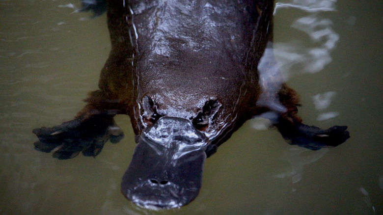 Platypus swimming