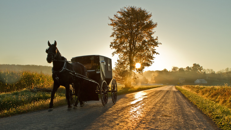 Amish buggy at sunset