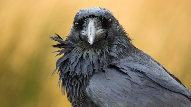 Raven looking into camera