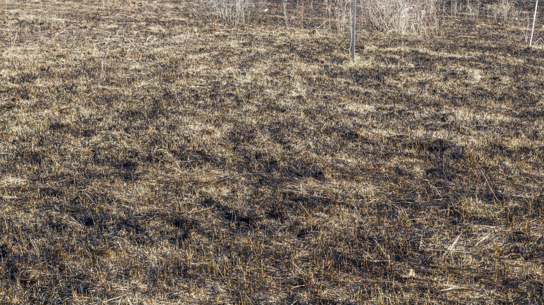 charred remains after prarie fire