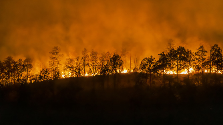 forest fire burning