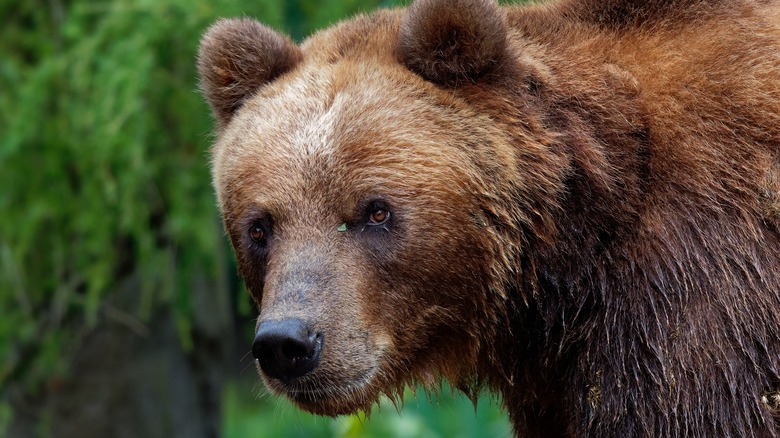 Grizzly bear close up