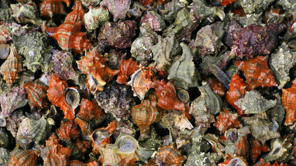 Murex sea snail shells at market in Spain