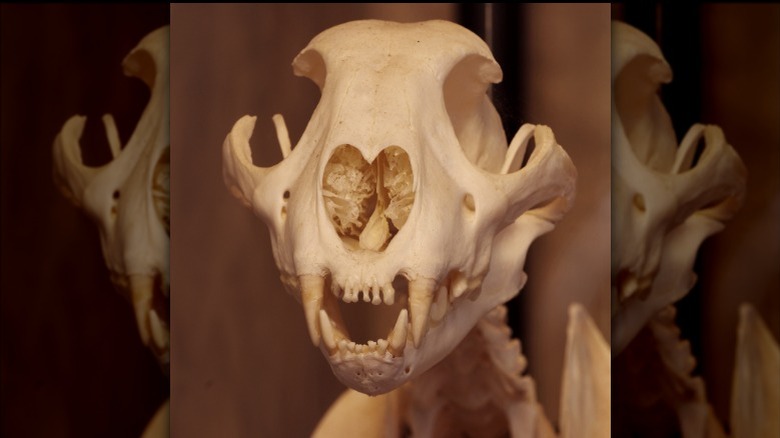 cheetah skull