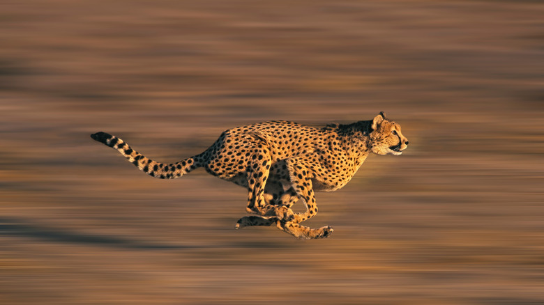 a cheetah running 