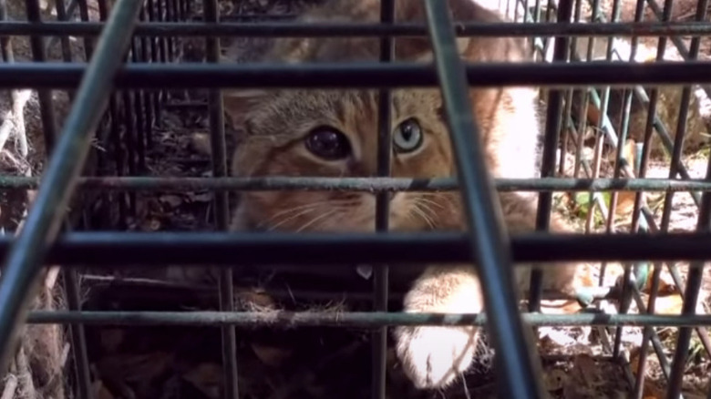 Fox-cat in a cage