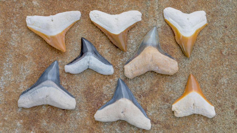 collection of shark teeth