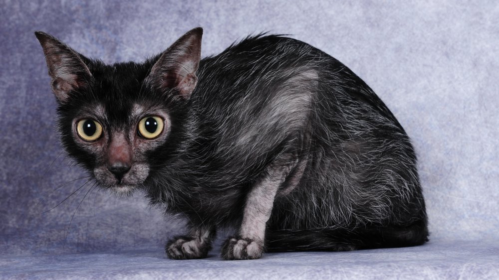 Werewolf cat