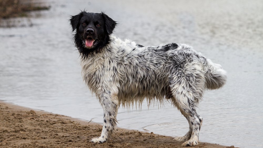 Stabyhoun, Frisian Pointer