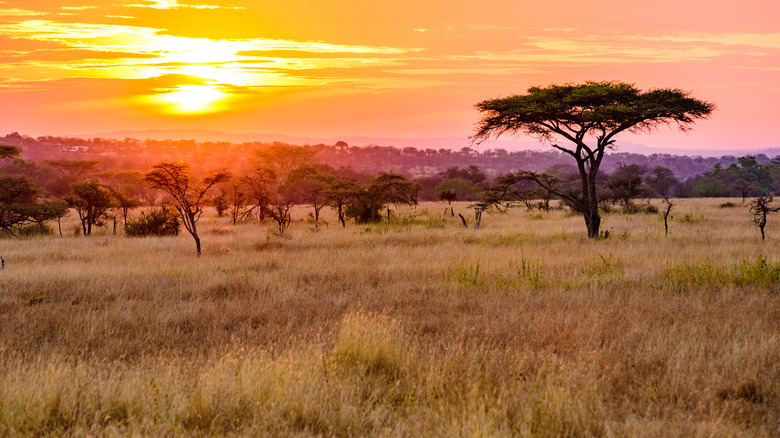 Sunset photo of the Serengeti