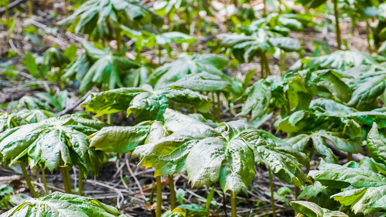 Mandrake plants growing